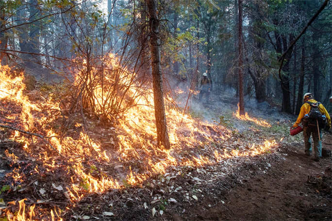 Firefighters from Las Vegas set ablaze brush and trees during a firing operation near the Obenchain Fire in Butte Falls, Oregon, US, Tuesday.