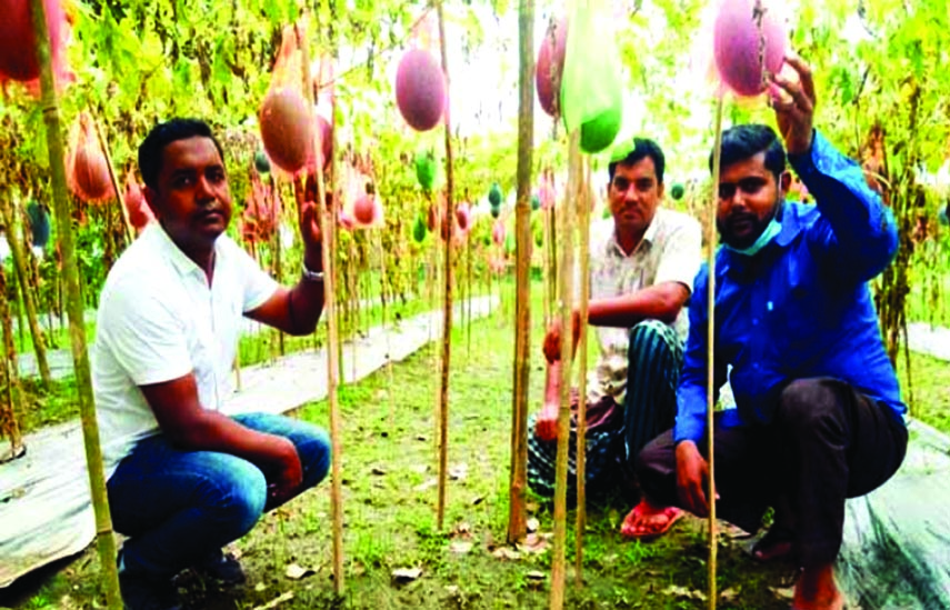 A farmer plucking watermelons from his field in Pakundia of Kishoreganj