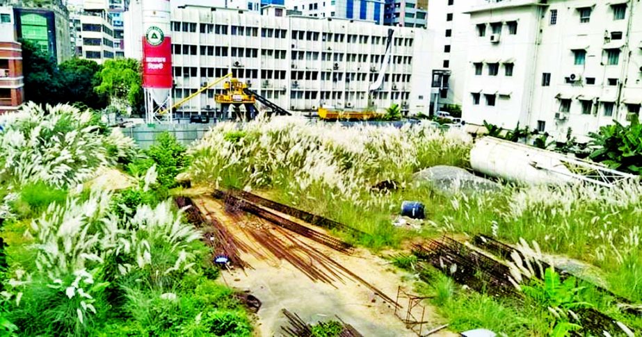 Catkin flowers grow at the construction site of a multi-storey building inside Bangladesh Secretariat after GK Builders, owned by self-proclaimed Juba League leader GK Shamim, left it following Shamim's arrest over numerous allegations. This photo was ta