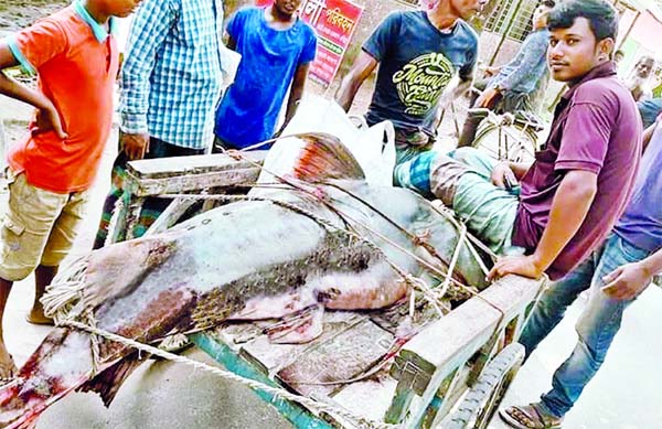 Fisherman Ashadul Islam catches a giant 113-kg Baghair (Bagarius bagarius) from the Brahmaputra River in Kurigram on Thursday. He later sold the fish to the locals for Tk 113,000.