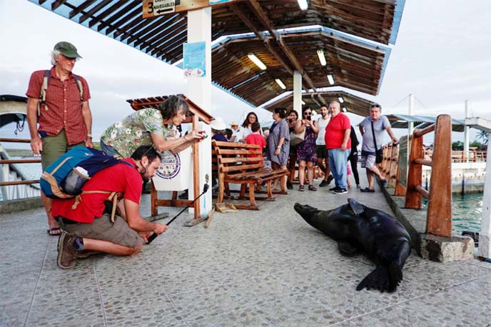 The Covid-19 pandemic has kept tourists away from the Galapagos, helping the species that live on the archipelago recoup.