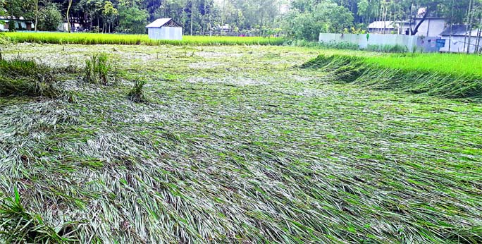 Vast paddy fields in Phulbari Upazila of Kurigram district get damaged due to inclement weather in the last couple of days. This photo was taken from the paddy field of farmer Sajib Mia on Saturday.