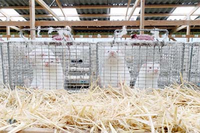 Minks are seen at Hans Henrik Jeppesen's farm near Soroe, after government's decision to cull his entire herd due to coronavirus, Denmark on Thursday.