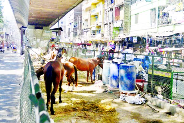 Horse stable has been set up under Mayor Hanif Flyover in the city taking advantage of relaxed mood of authomdies concerned, which is badly affecting the environment of surrounding areas. This photo was taken from Bangobazar area on Sunday.