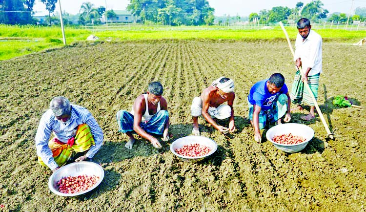 Farmers are seen planting onion at a field in Manikganj on Sunday amid high prices of the indispensable kitchen staple in the markets.