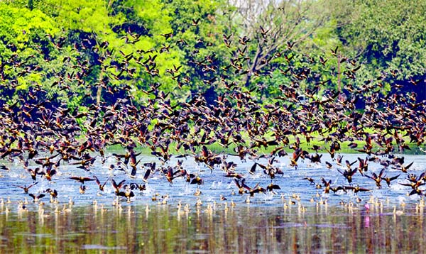 Migratory birds have arrived at Jahangirnagar University (JU) in Savar, on the outskirts of Dhaka, with the advent of winter. This photo taken on Friday shows that guest birds are chirping and fluttering all around the JU lakes.