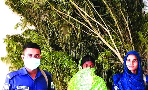 Police arrest a woman with cannabis plants from Baust Para in Gourpipul village of Desigram Union in Tarash of Sirajganj on Friday.