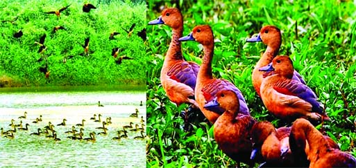 The migratory birds arriving from the colder northern hemisphere in the water bodies giving those and fleeting glimpse and pleasant look in the northern region of the country.