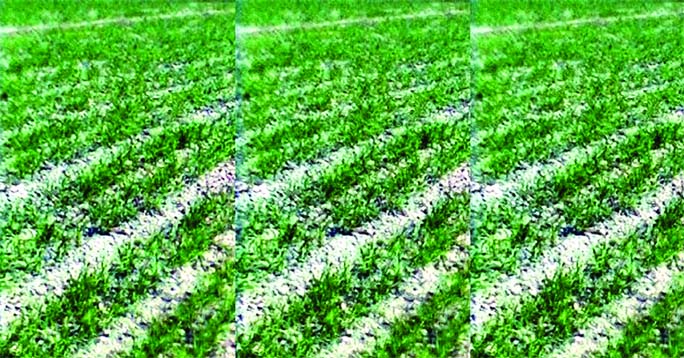 A target of producing 3.55 lakh tones of wheat from 95,700 hectares of land has been fixed for all eight districts in two agriculture regions of Rangpur division during this Rabi season.