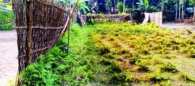 A 5-member family of Rasulpur Union maintained with the income of the berge of betel-leaf at Gafargaon upazila of Mymensingh,. The berge of betel-leaf has been destroyed by the enemies. From this, he used to sell at least Tk- four lakh per year from Barg