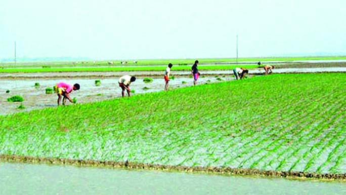 Farmers are seen cultivating Boro paddy at Dakkhiner, Itna Haor of Kishoreganj.