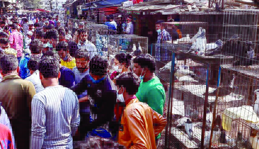 Hundreds of people turn out at the capital's Mirpur-1 and Gulistan pigeon markets every Friday morning to exchange or sell their collection of colorful peace symbols. During the time of pigeon selling other exotic cage birds are available in the markets.