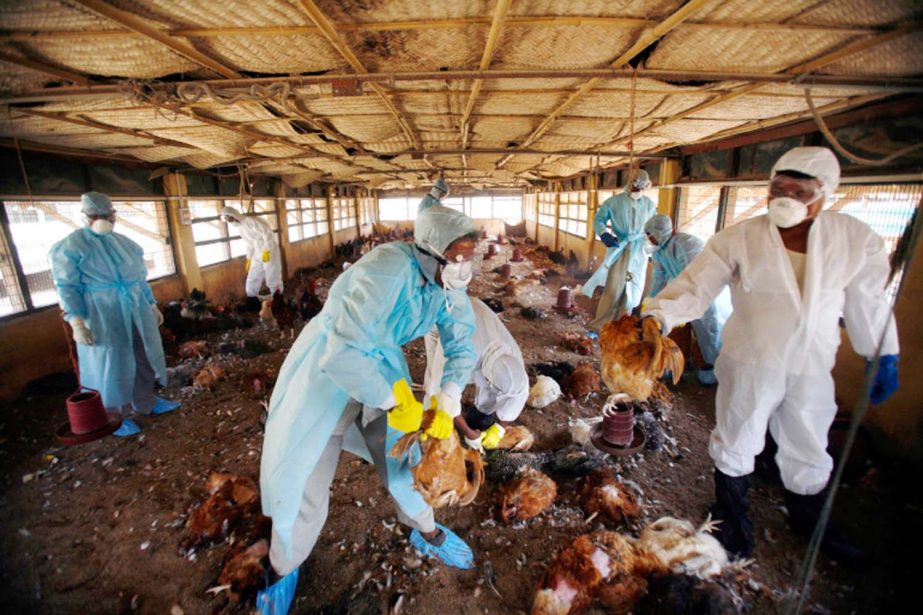 H5N8, an Avian influenza subtype among poultry and wild birds, has spread across several countries since early last year.