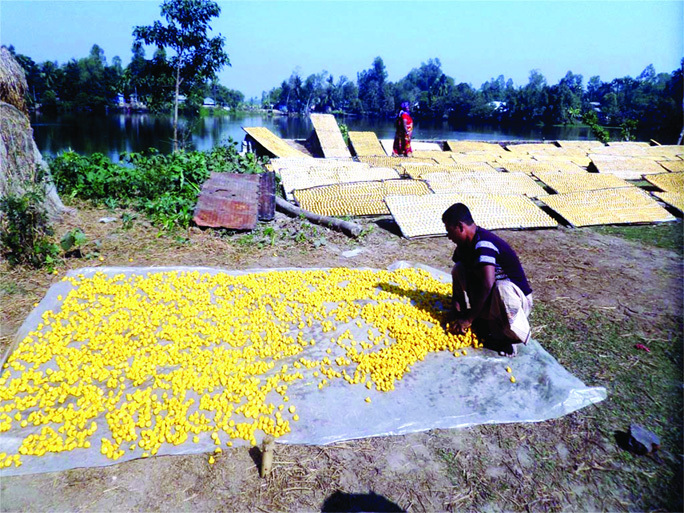 Farmers are busy with making dried pulses, a testy food item of the winter season in Tarash upazilla under Sirajganj distict.
