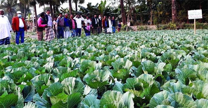 Shafiqur Rahman, Divisional Manager of Lal Teer Ltd, visits a cauliflower field at Lahiripara Modhumazira village in Bogura Sadar on Friday.