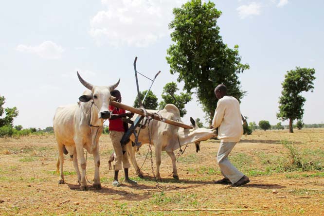 Gangs often raid villages in northwest Nigeria, stealing cattle, kidnapping for ransom and burning homes after looting supplies.