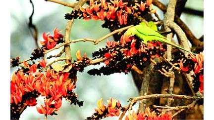 As spring is in the air, a Parakeet is sticking its beak inside a palash flower (Butea monosperma) for nectar sitting on the branch of tree at Central Shaheed Minar area in the capital on Saturday.