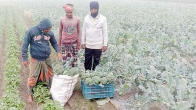 Farmers collect Broccoli from a field in Pakundia of Kishoreganj