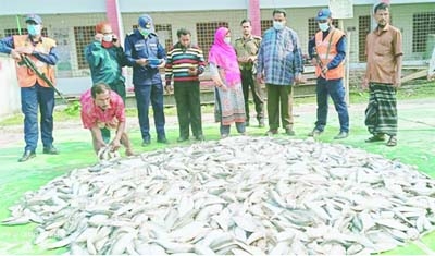 Members of Bangladesh Coast Guard seize 2,000 kg of jatka (juvenile hilsa) from Bekutia Ferry Ghat in Kawkhali upazila of Pirojpur district early Friday.
