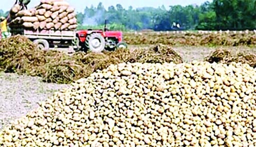 There has been huge production of potatoes at Hossainpur of Kishoreganj, but farmers worried.