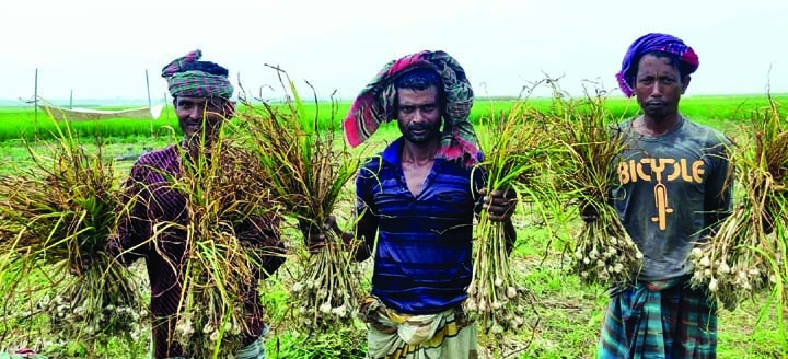 Farmers in Chatmohor upazilla of Pabna are seen happy with bumper yield of garlic in their fields. The photo was taken from Dhankunia field on Monday.