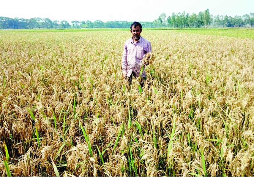 Farmers frustrated over Boro yield this year at Melandaha of Jamalpur district as rough weather due to heat-wave destroyed most of their harvesting. The photo was taken from the paddy field of Baluata village in Dangar bil on Monday.