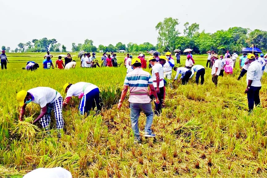 Government employees join farmers in paddy harvesting at the haor areas in Sunamganj on Thursday.