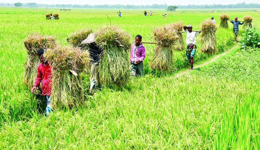 Bagura farmers are busy with their harvesting to take home for process. This photo was taken from Gopalbari of Bagura Sadar on Tuesday.