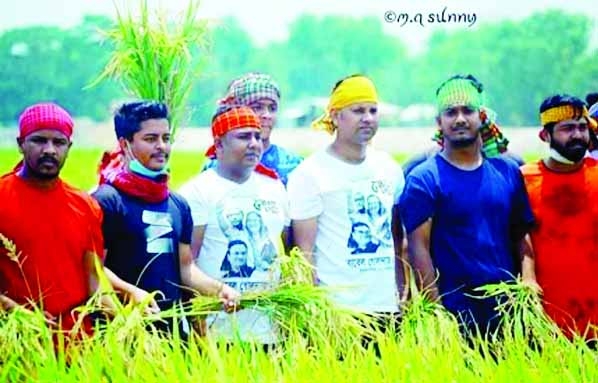 Gafargaon Upazila Chhatra League leaders and activists under the inspiration of MP Fahmi Golandaj join the farmers of the upazila to help cut paddy in fields and take the harvest to home with the slogan 'If the farmers survive, the country will survive,