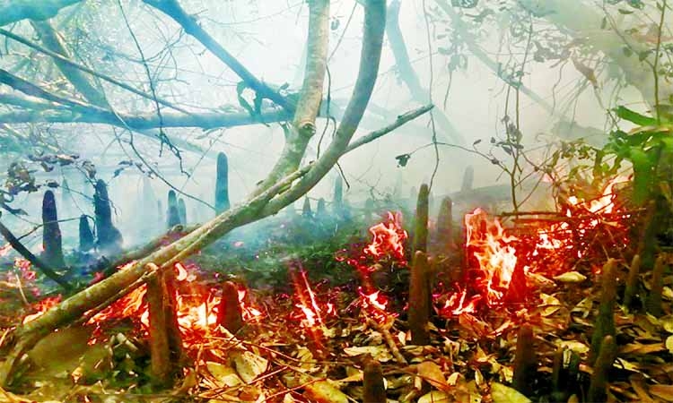 A fire broke out at Daser Bharani area under Sharankhola Range of Sundarbans East Forest Division in Bagerhat district on Monday.