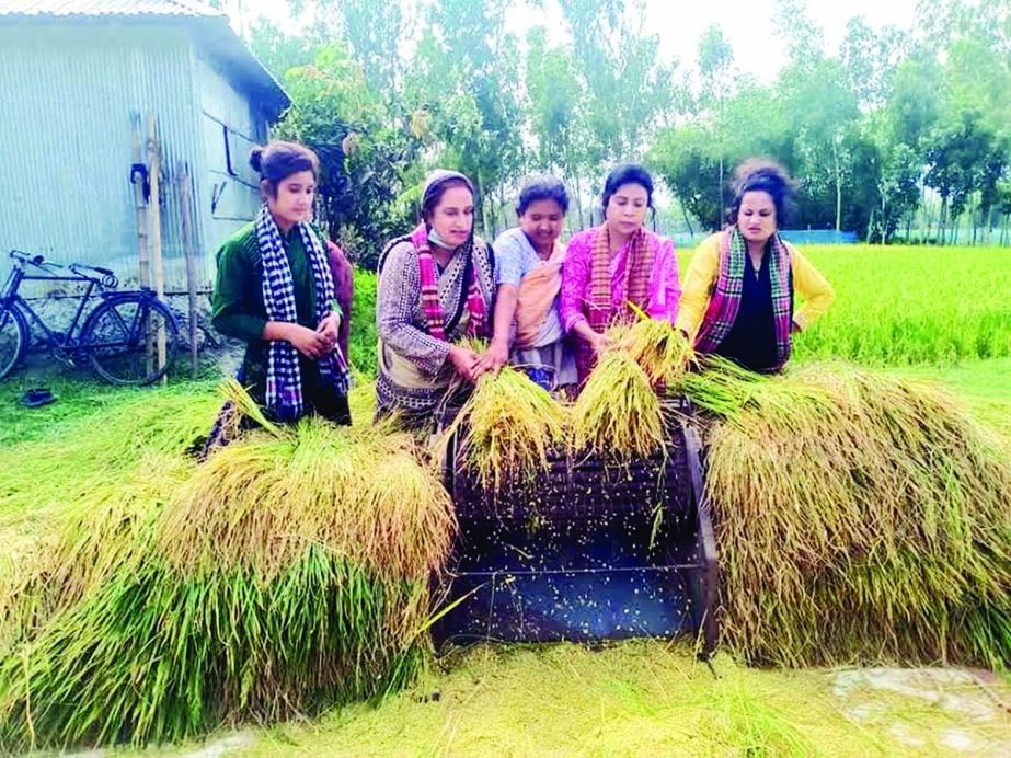 Activists of Bangladesh Mohila Jubo League, Rangpur Unit help farmers cut the paddy as ongoing Covid restrictions created huge labour shortage in the district that hinders farmers to process their yields. This photo was taken from the field on Monday.