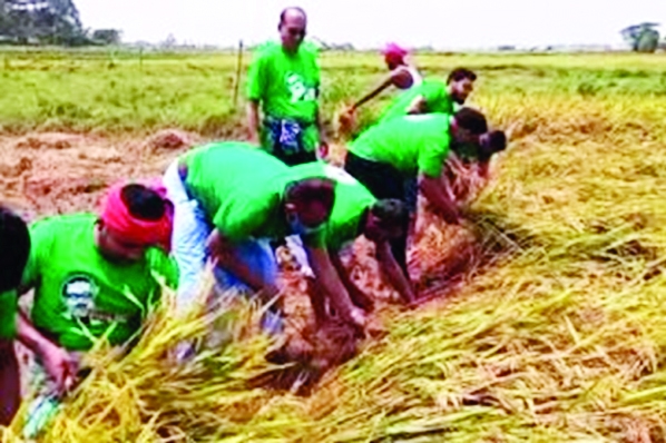 In response to call of the Prime Minister, Chandpur District Jubo League leaders and workers harvest ripe Boro paddy of a poor farmer, Akter Hossain, and take the yield to the farmer's home in a char area at Raj Rajeswar village under Chandpur Sadar on