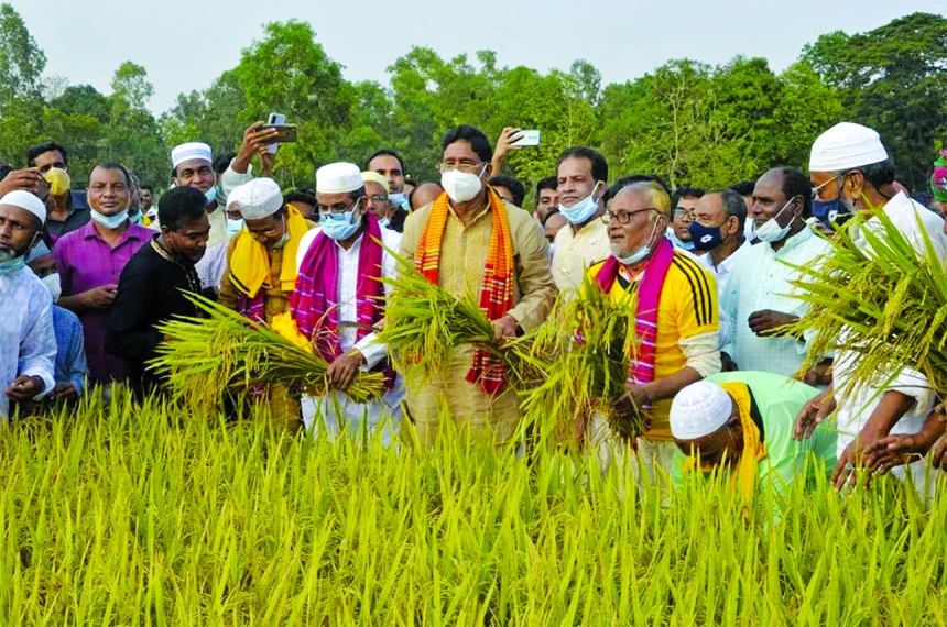 Agriculture Minister Dr Abdur Razzaque inaugurating paddy harvesting at Madhupur in Tangail on Friday. Khandaker Shafiuddin Moni, Panel Chairman of the District Parishad and Sarwar Khan Abu, Madhupur Upazilla Chairman, among others, were present.