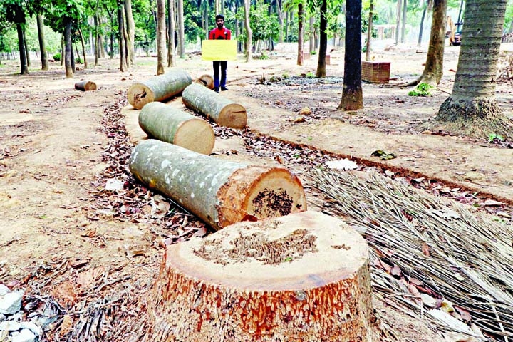 The Suhrawardy Udyan takes a peculiar look after the felling of several trees in the name of project development.