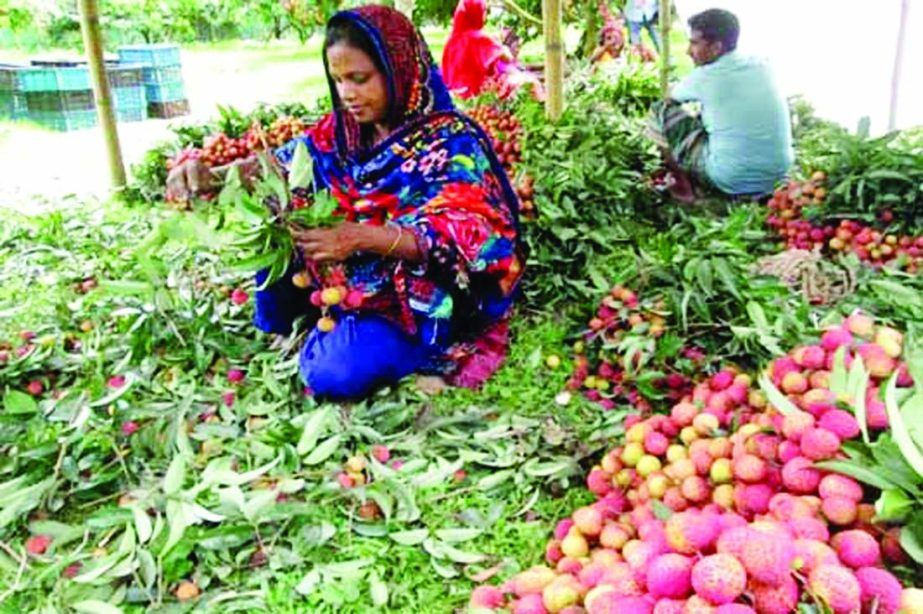 A view of the litchi processing after plucking from the orchard of Md Abdus Selim at village Kanil in Ranagachha Union of Jamalpur Sadar Upazila.