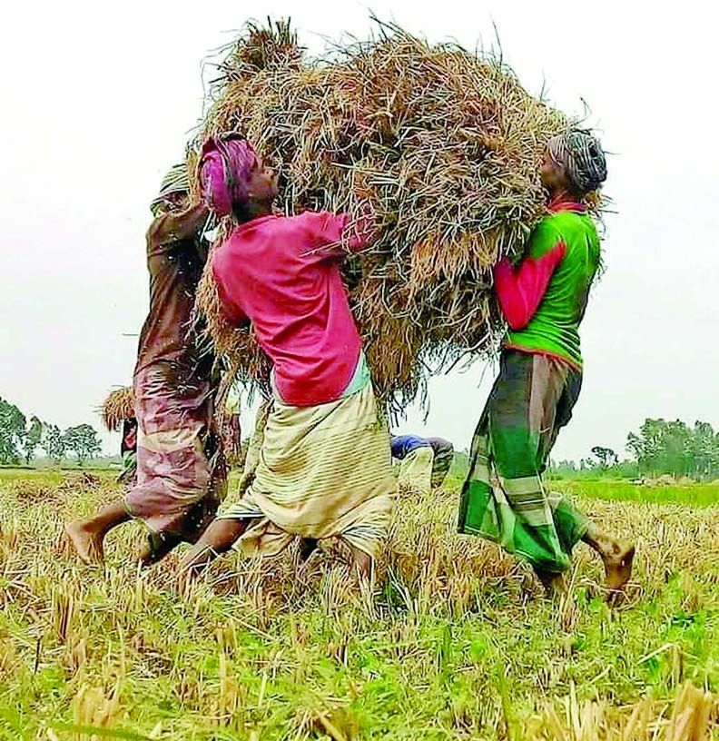 Photo shows college students from low-income families in Bhangura are cutting paddy and carrying it to the farmer's house. The picture was taken from Udhunia in Dilpashar union of the upazila in Pabna on Tuesday.