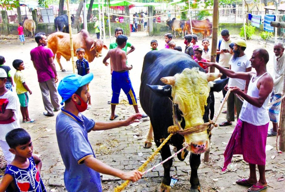 A trader waits with a bull at a cattle market in the capital on Monday ahead of market opening in city.