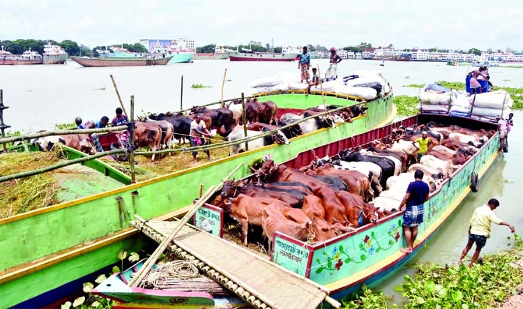 Some cattle traders bring cattle to Dhaka by trawlers ahead of Eid-ul-Azha. This photo was taken from Postogola area in the capital on Wednesday.