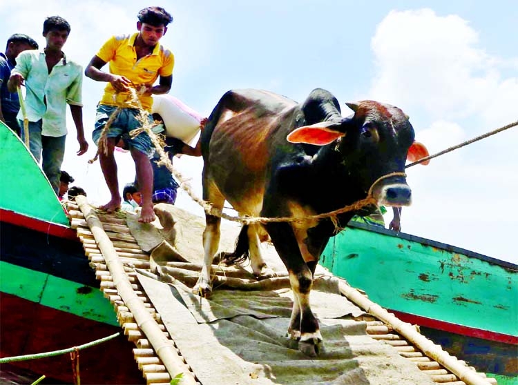 Big and healthy bulls are being brought to capital Dhaka by the traders from different parts of the country targeting the Eid-ul-Azha festival.