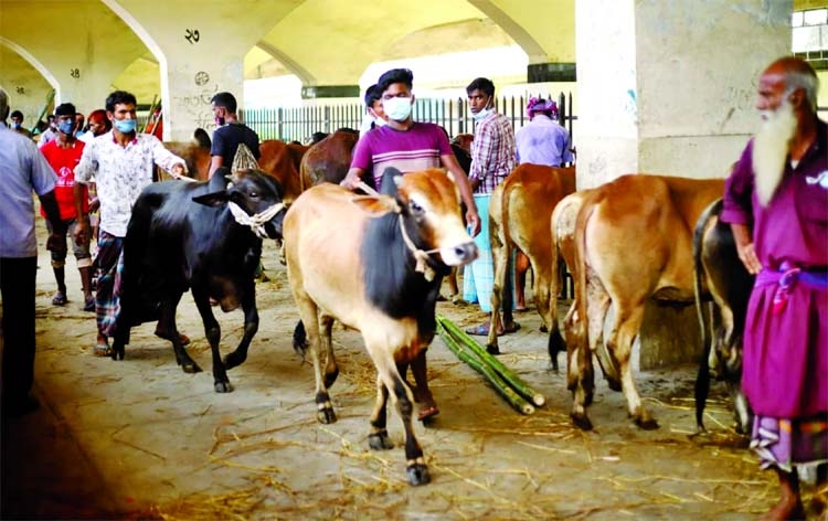 Sacrificial animals arrive the Kampalpur Railway Station in Dhaka on Sunday by special trains ahead of Eid-ul-Azha.