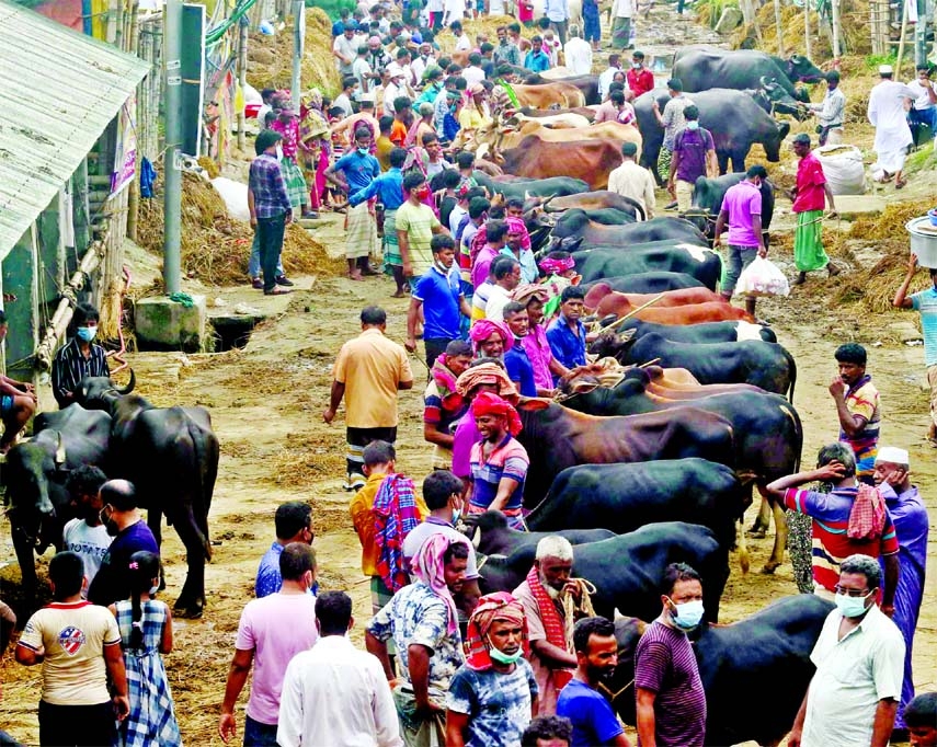 Traders with their cattle wait for buyers at the Gabtoli haat in the capital on Monday.