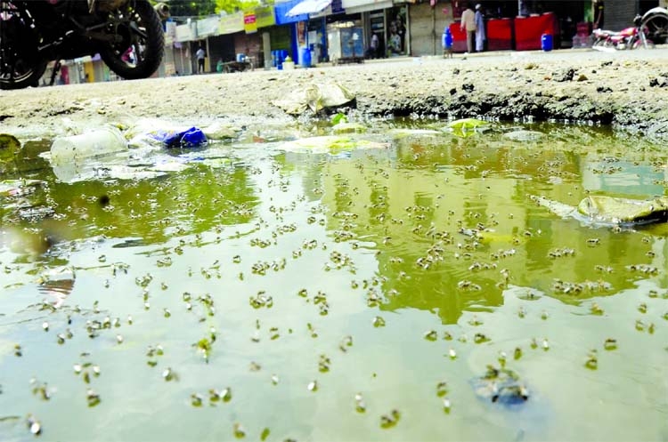 Mosquitoes lay eggs in stagnant water at Chankharpool area in the capital on Monday, although the administration declared to destroy larva, as Dengue cases surge suddenly in the capital.