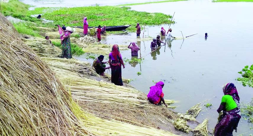 In this season, jute farmers both male and female are seen busy making the yields rotten in monsoon water across the country. The photo was taken from Boushaghat area under Bilchalan union of Chatmohor upazila in Pabna district.