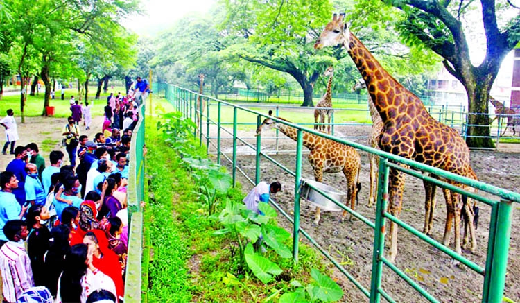 Visitors throng the National Zoo in the capital's Mirpur on Friday as it reopened following a long closure due to the coronavirus lockdown.