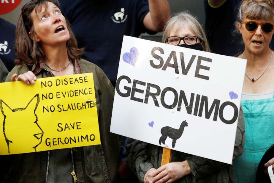 Protesters demonstrated against the ruling that Geronimo, an Alpaca believed have carried TB, had to be euthanised. Reuters photo