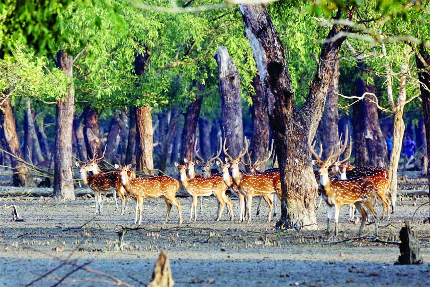 Deer are grazing under trees in the Sundarbans.