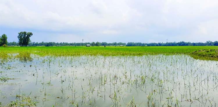 Aman paddy field devastated by floods in Chilmari of Kurigram district. This photo was snapped on Thursday.
