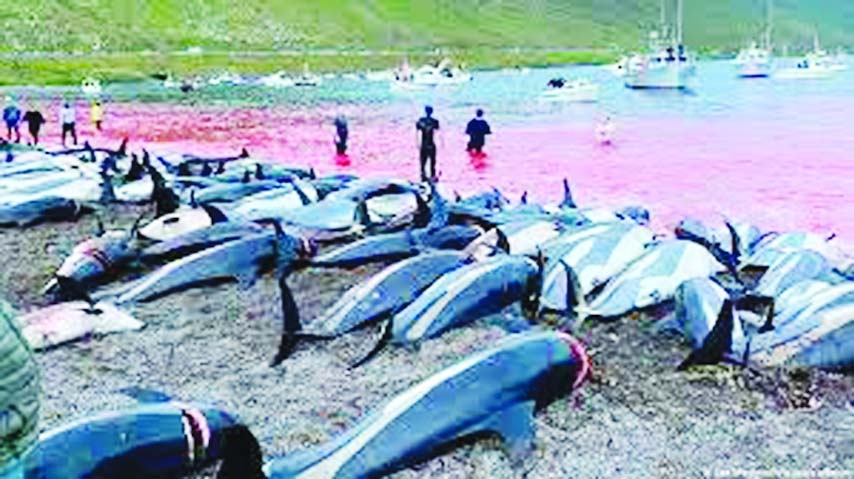 Dolphins and whales are hunted on the Faeroe Islands for their meat and blubber