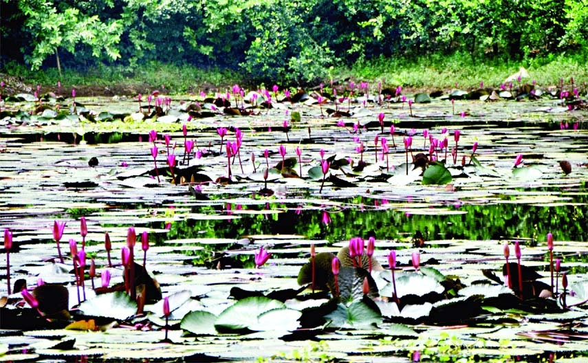 Red Water Lilies have blossomed in a pond inside the Suhrawardy Udyan in the capital. This photo was taken yesterday.