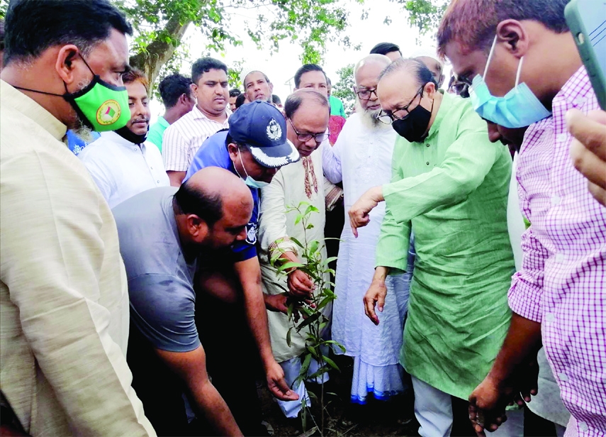 Yussuf Abdullah Harun, MP plants a sapling to inaugurate a tree plantation programme at Muradnagar, Cumilla on Saturday.
